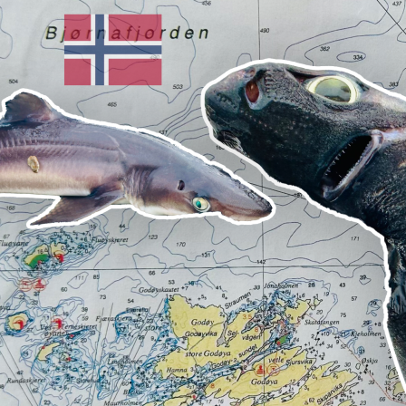 Zwei Dornhaie vor einer Tiefenkarte eines Norwegischen Fjordes(Bild: rbb/F.Rößler)