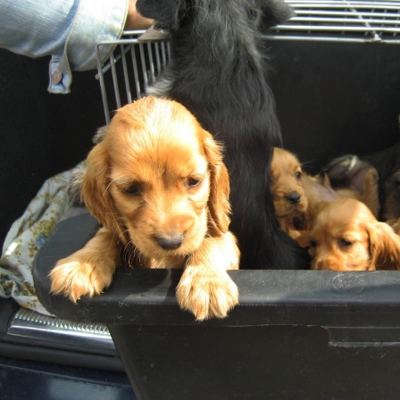 Hundewelpen in einem engen Käfig im Kofferraum eines Autos