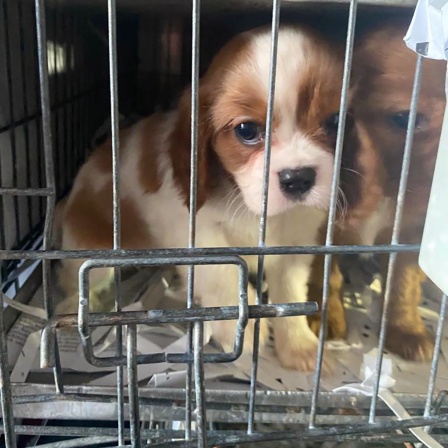 Ein Hundewelpe in einem Käfig