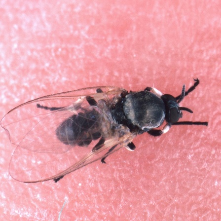 Kriebelmücke