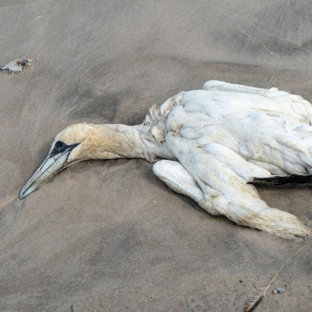Ausbreitung der Vogelgrippe, Sprays gegen Corona, Lithium aus den Anden, Sternenhimmel im November