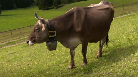 Die Sendung Mit Der Maus - Mausspezial: Ein Sommer Auf Der Alpe