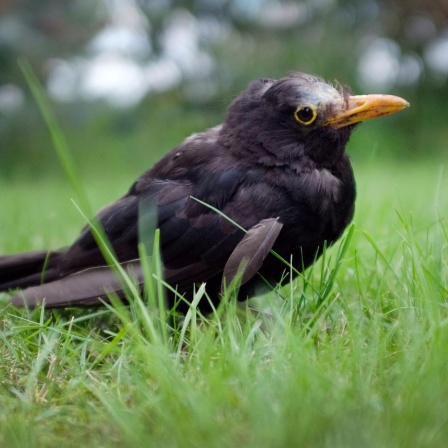 Eine vermutlich am Usutu-Virus erkrankte Amsel hockt im Gras.