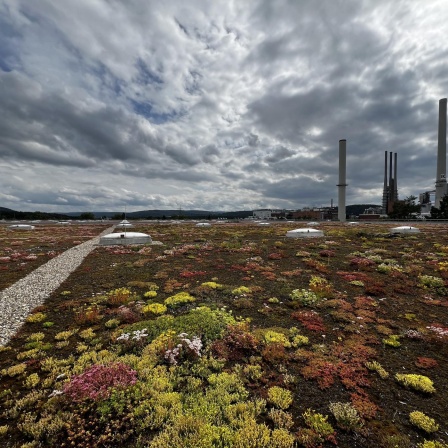 Biosphärenregion Spessart? - Befürworter und Gegner positionieren sich