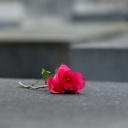 Eine Blume liegt auf dem Holocaust-Denkmal in Berlin