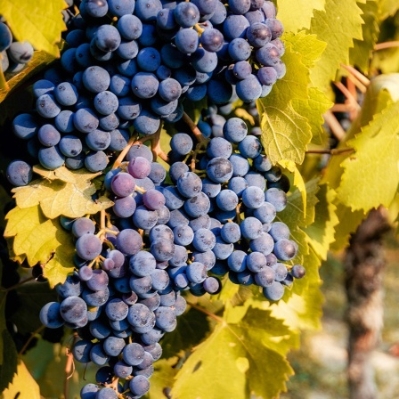 Dunkle reife Trauben hängen an einem Weinstock in einem Weinberg in Italien. 