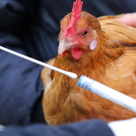 Ein Testset für einen Abstrich zur Untersuchung auf Vogelgrippe wird von einer Hand mit Gummihandschuhen gehalten, im Hintergrund hält eine weitere Person ein Huhn.