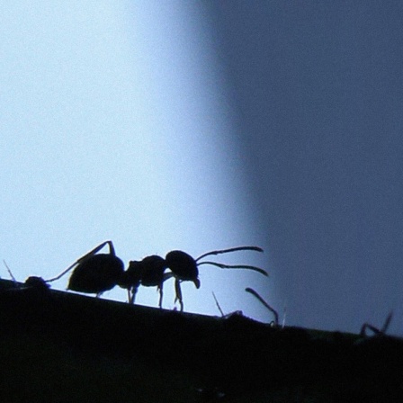 Die Silhouetten von zwei Ameisen. 