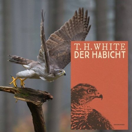 Buchcover T.H. White: "Der Habicht" und im Hintergrund ein Habicht