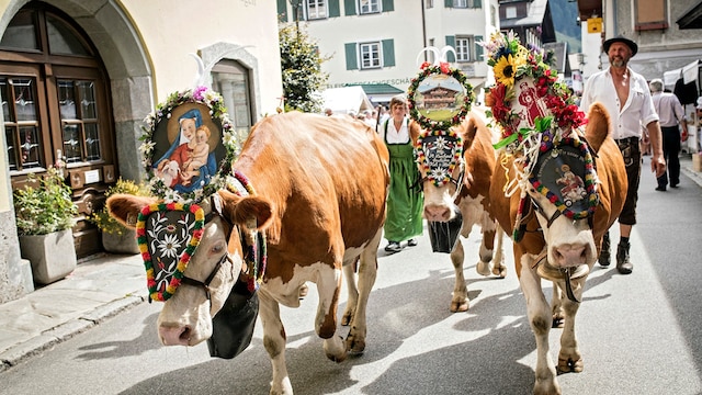 Drei nach alter Tradition geschmückte Kühe, im Hintergrund ein Mann und eine Frau in Trachtenkleidung