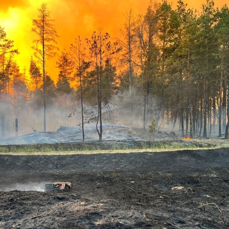 Brennender Wald mit feuerrotem Himmel