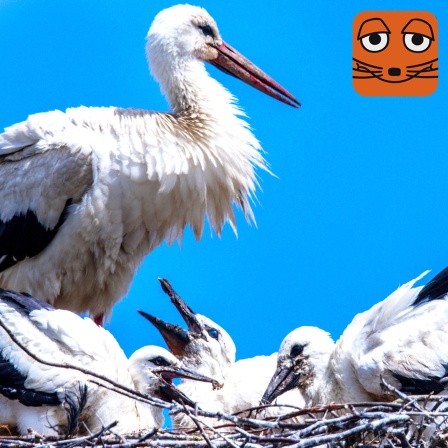 Weißstörche im Nest