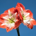 Nahaufnahme von zwei roten Blüten der Amaryllis vor blauem Hintergrund