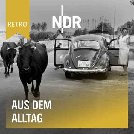 NDR Retro - Aus dem Alltag: Eine Herde Kühe passiert auf einem Weg Menschen, die an ihren angehaltenen Autos stehen