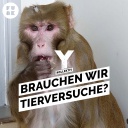 Implantate im Kopf – Wofür Affen in Deutschland herhalten müssen - Thumbnail