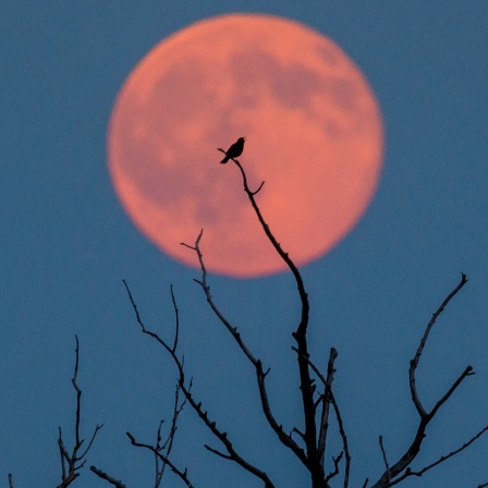 Ein Vogel sitzt bei Dämmerung vor einem rotschimmernden Mond