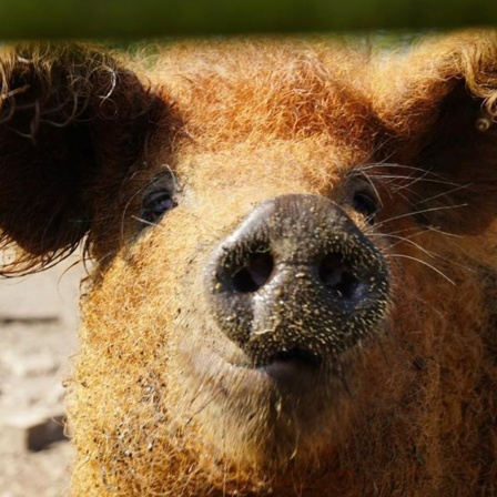 Ein Wollschwein auf dem Ahlers Hof im Emsland.