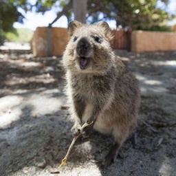 Ein Quokka auf Rottnest Island.