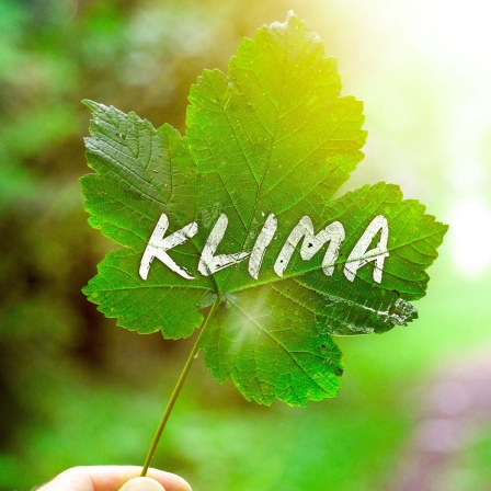 Auf einem grünen Ahornblatt im Gegenlicht steht das Wort "Klima"