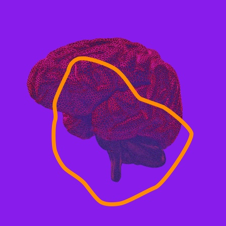 Das Bild zeigt ein stilisiertes Gehirn.