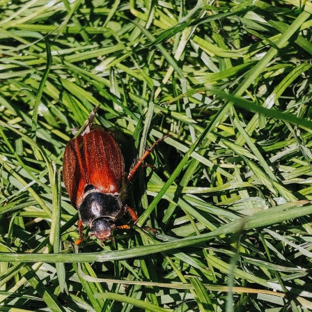Käfer - Unverzichtbar für die Natur