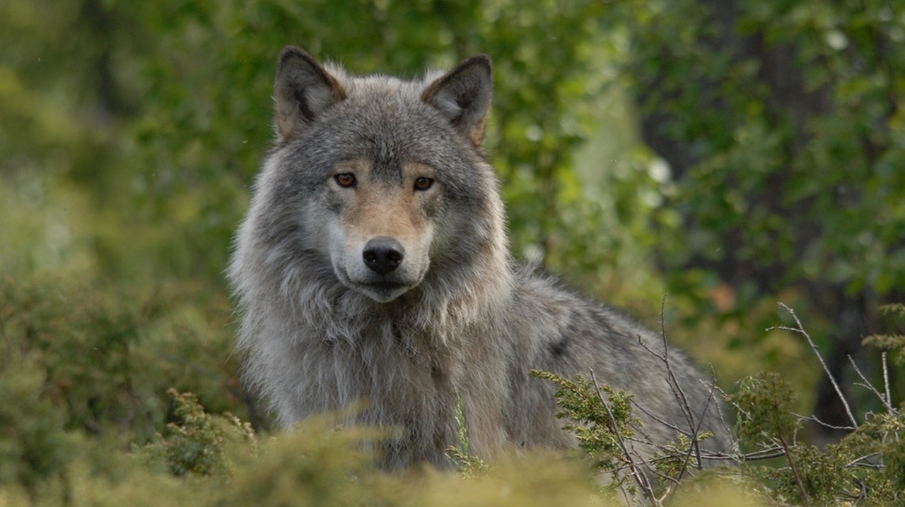 Welt der Tiere · Der Wolfsmann