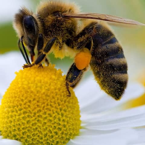 Eine Biene sammelt auf einer Kamillenblüte Pollen