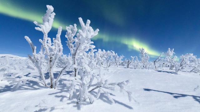 blauer Himmel mit neongrünem Lichtstreifen, darunter verschneite Landschaft mit vereisten Ästen