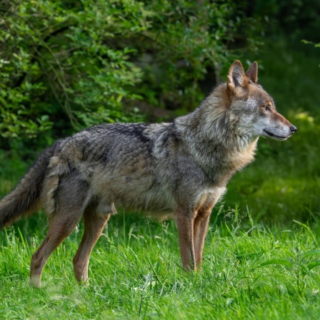Wolf