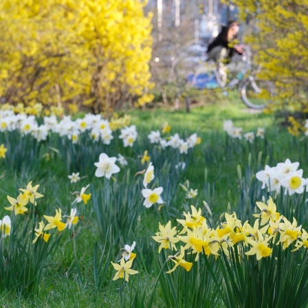 Narzissen und Forsythien