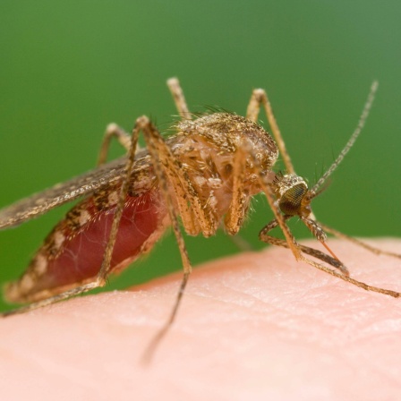 Anophels Mücke - Beißen und saugen Blut vom Menschen