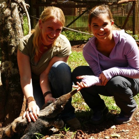 In einer Rettungsstation für wilde Tiere in Brasilien macht Anna Bekanntschaft mit Ameisenbärenforscherin Lydia und einem Ameisenbären-Baby. Es ist gerade einmal drei Monate alt.