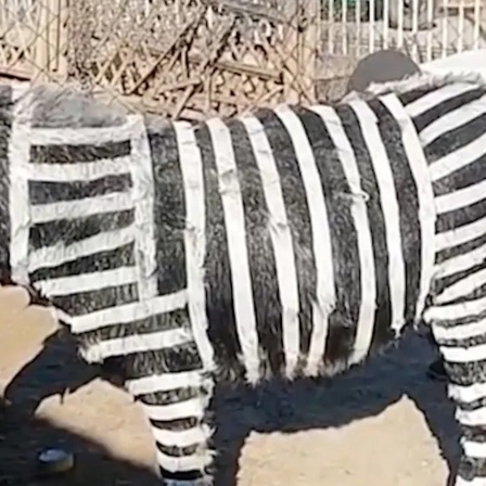 Park der falschen Tiere