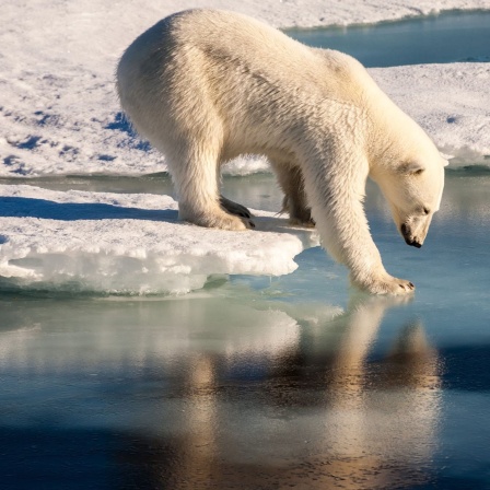 Ein Eisbär steht auf dem Meereis des arktischen Ozeans.