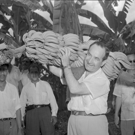José Figueres, früherer Präsident Costa Ricas, beim Tragen einer Bananenstaude am 22. Februar 1955