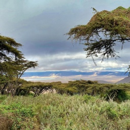 Landschaft über dem Lake Magadi am Rand des Ngorongoro Krater. Der Kessel des Ngorongoro Krater erstreckt sich über etwa 260 Quadratkilometer. Wie die anderen Riesenkrater gehört auch der Ngorongoro nicht zur Serengeti, sondern wurde 1956 wegen des Lebensraums für die Masai als Schutzgebiet ausgegliedert und zur Conservation Area erklärt. Die Ngorongoro Conservation Area (NCA) wurde 1971 zum Menschen- und Biosphärenreservat erklärt und 1979 von der UNESCO zum Weltnaturerbe erklärt.