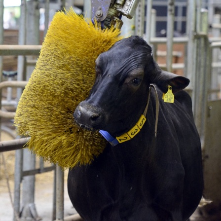 Im Stall der Lehr- und Versuchsanstalt Hofgut Neumühle / Pfalz können sich die Kühe an einer rotierenden Bürste massieren lassen