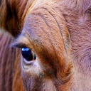 Das Auge einer Kuh in einer Nahaufnahme. 