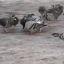 Tauben stehen rund um eine Taube auf dem Boden, die ein Stück Brot im Schnabel hält.