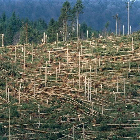 Das Archivbild vom 20. Januar 2000 zeigt ein von Orkan &#034;Lothar&#034; zerstörtes Waldstück in Simonswald im Schwarzwald. Insgesamt fielen dem Orkan am 26. Dezember 1999 in Baden-Württemberg rund 29 Millionen Festmeter Holz zum Opfer.
