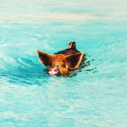 Ein hellbraunes Schwein schwimmt in türkisblauem Wasser. 