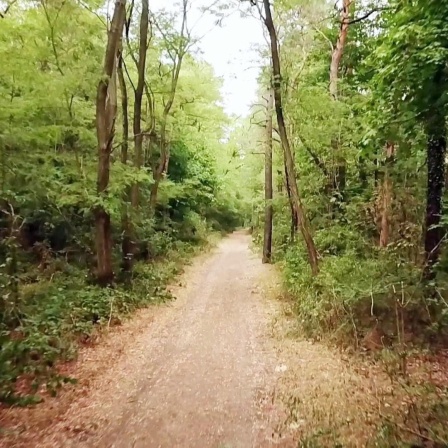 Ein Weg durch einen grünen Laubwald.