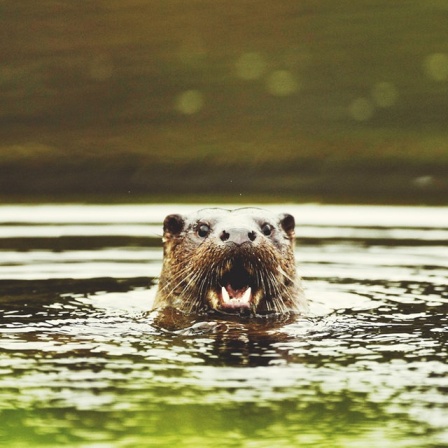 Der Kopf eines Otters taucht mit geöffnetem Maul aus dem Wasser auf.  
