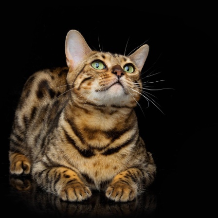 Porträt einer Bengalkatze vor schwarzem Hintergrund