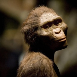 Die Darstellung vom Frühmenschen „Lucy“ im Museum of Natural Science in Houston, Texas.