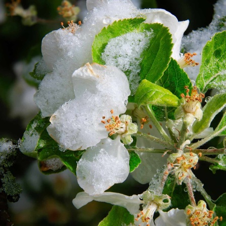 Erfrorene Apfelblüten an einem Baum in einem Obstgarten. 