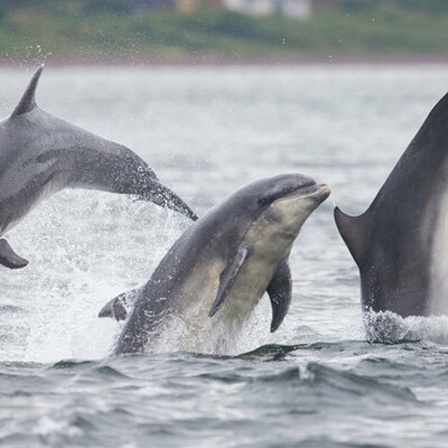Delfine machen Sprünge im Wasser.