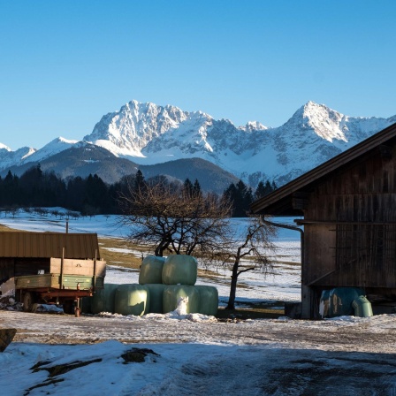 Weihnachten bei Landwirten: Kehrt Ruhe am Hof ein?