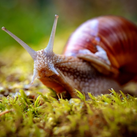 Weinbergschnecke mit rotbraunem Gehäuse kriecht im Wald über Moos und streckt die Fühler in die Höhe: Das Haus einer Schnecke ist mit ihrem Körper verwachsen. Darum kann eine Weinbergschnecke nicht ohne Haus überleben.