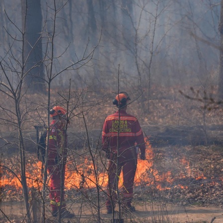 Zwei Mitarbeiter der kanadischen Behörden bei einem kontrollierten, präventiven Feuer, bei dem nahe am Boden trockenes Laub und Zweige verbrannt werden, ohne die größeren Bäume zu schädigen